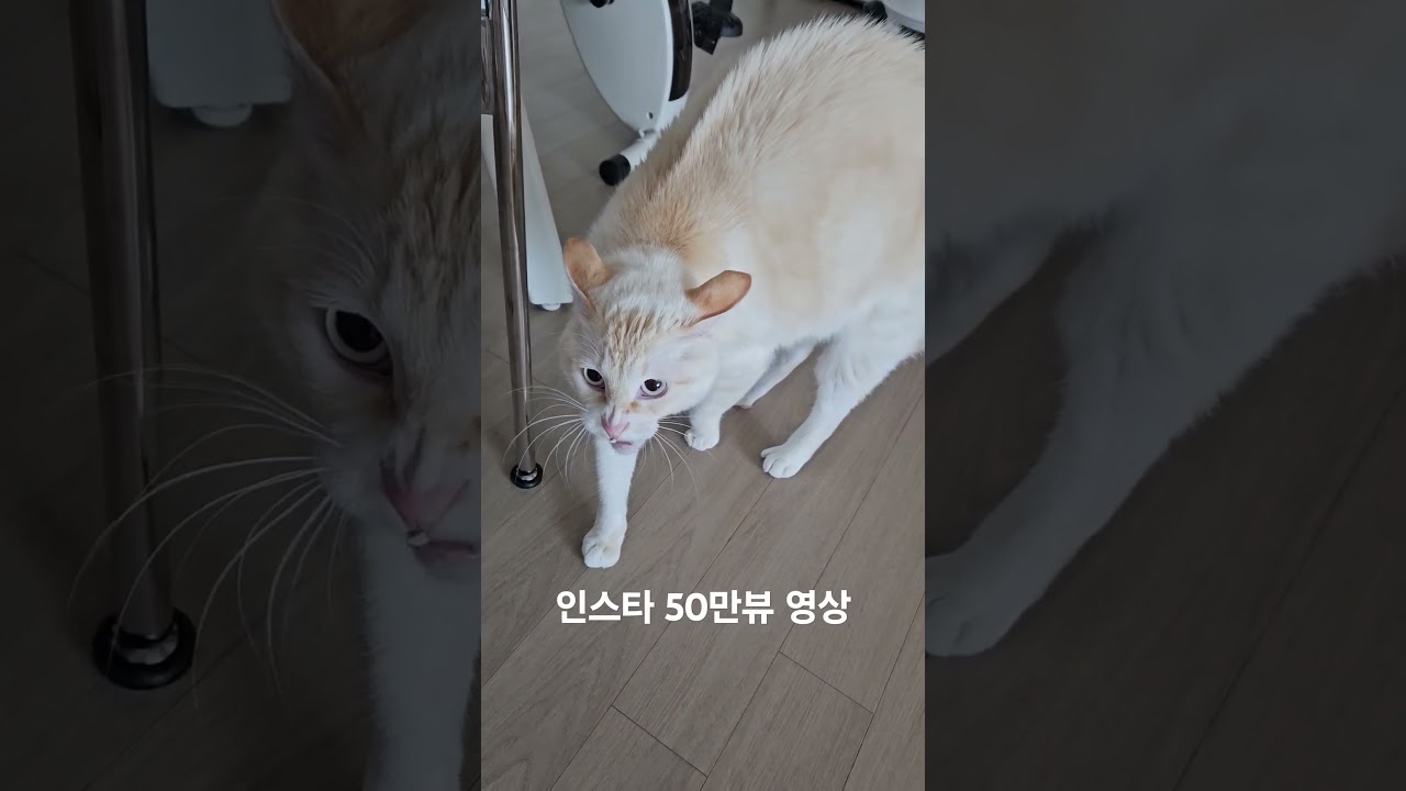 길고양이 키우기, 삵과 교배? 😲