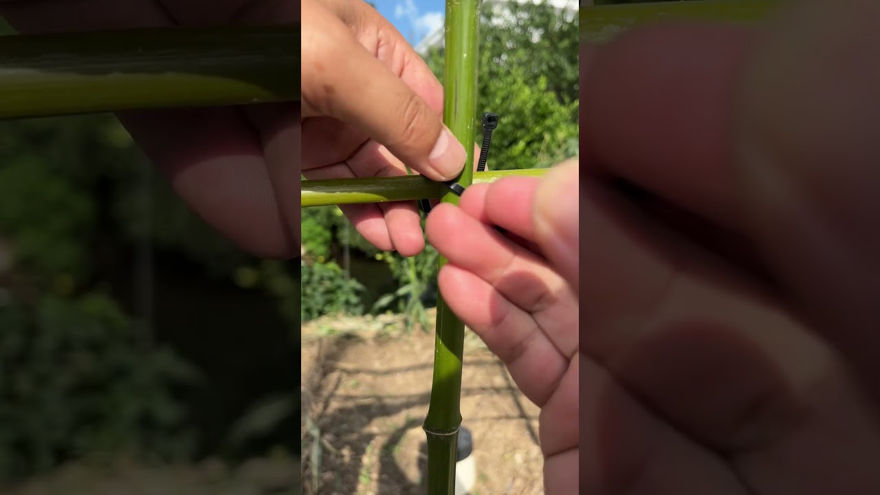 Secure Bamboo with Zip Ties: Easy & Effective 🔧