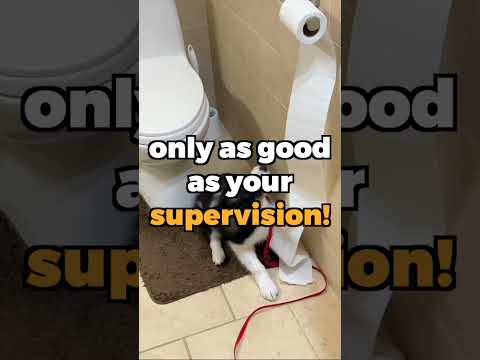 Top 5 Things EVERY New Puppy Owner NEEDS!