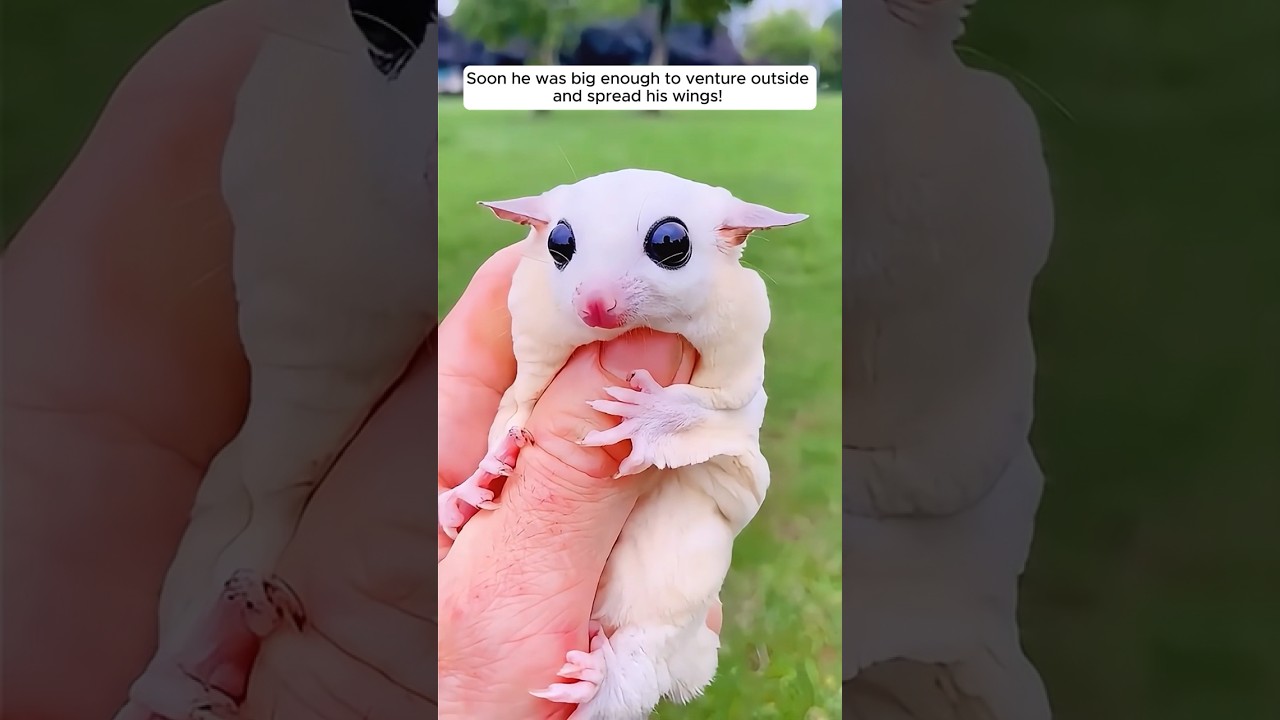 Girl Adopts Sweet Baby Sugar Glider 🐾