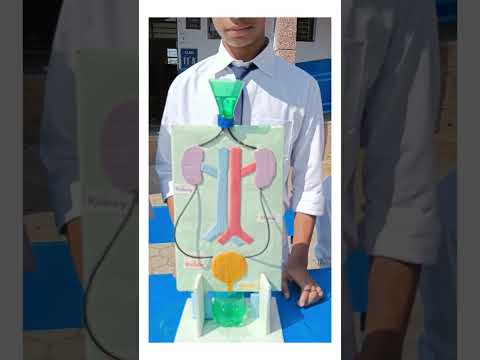 Urinary system