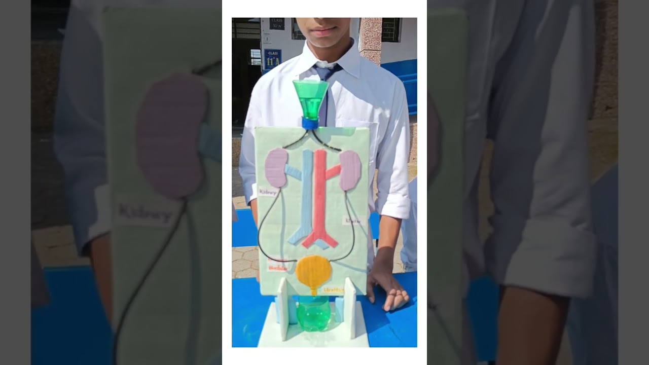 Urinary System: Key Facts & Models 🧬