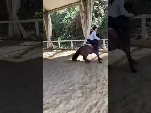 WHEN PONY IS SMARTER THAN HORSE #horse #shorts #trending #foryou #shortsfeed #viral # #fail