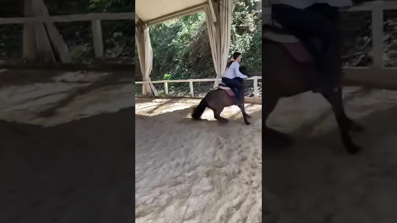 When Pony Shows Greater Intelligence Than Horse #horse #shorts #trending #foryou #shortsfeed #viral