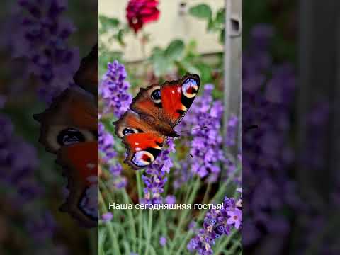 #музыкабезслов #романтическаямузыка #pfmedia #музыкадлядвоих #flowers #nature #beach #rose #2025