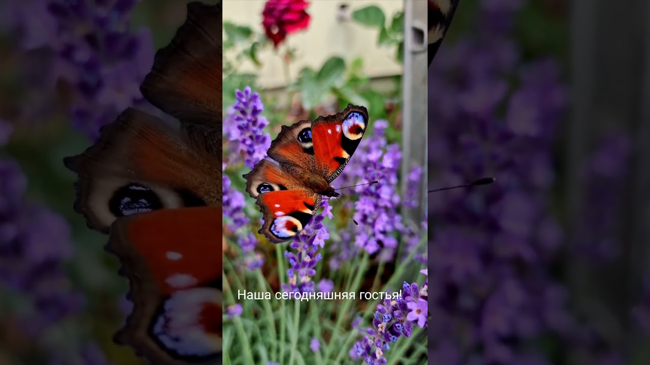 Романтическая музыка для двоих 🎶