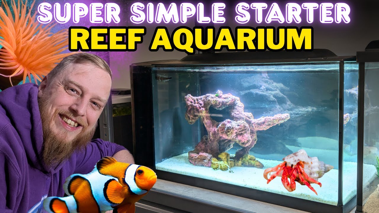 Ultimate Beginner’s Guide to Setting Up a Saltwater Aquarium 🐠
