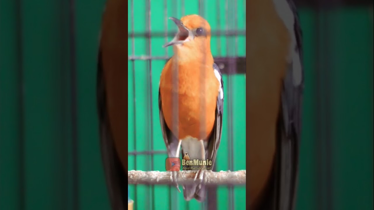 Anis Merah Isian Mewah & Gacor🔥