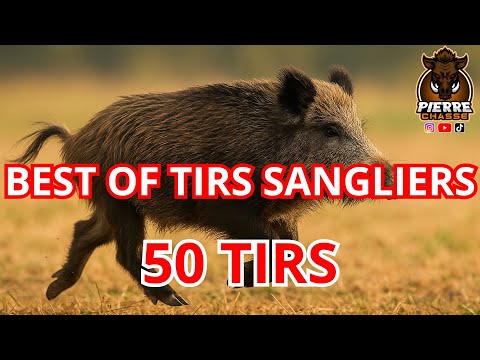 BEST OF TIRS SANGLIERS ! CHASSE SOLOGNE EN BATTUE ! #wildboar