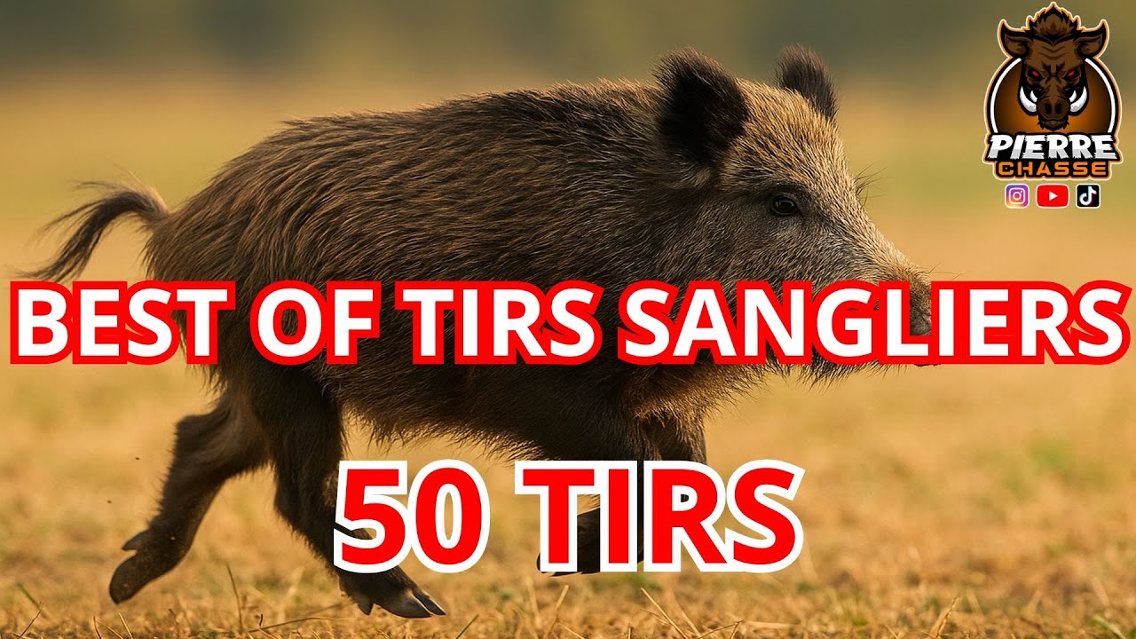 Top Tirs de Sanglier en Chasse à Courre 🦌
