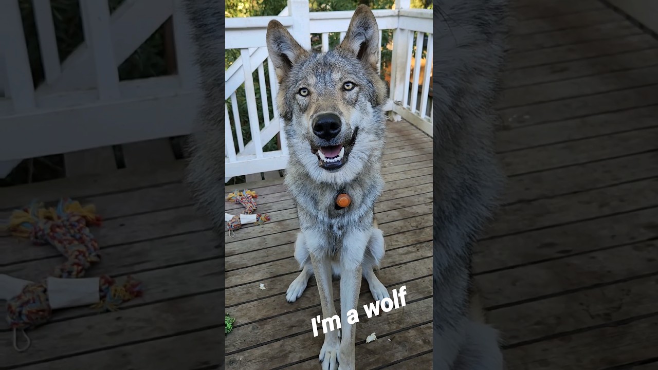 Wolf vs. Dog: Key Physical Differences 🐺