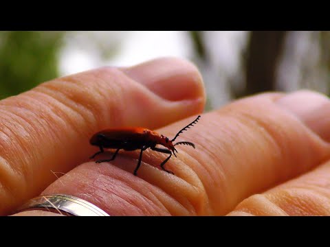 Lente in Nissewaard (spring in Nissewaard)