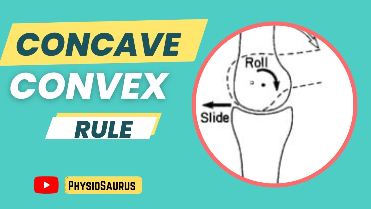 Concave-Convex Rule in Biomechanics 🦵