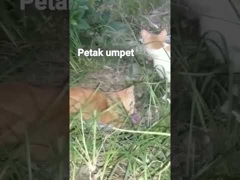 Kucing main petakumpet#kucinglucu#kucingoren#permainan#petakumpet#kucinggemes#shorts#video#sembunyi