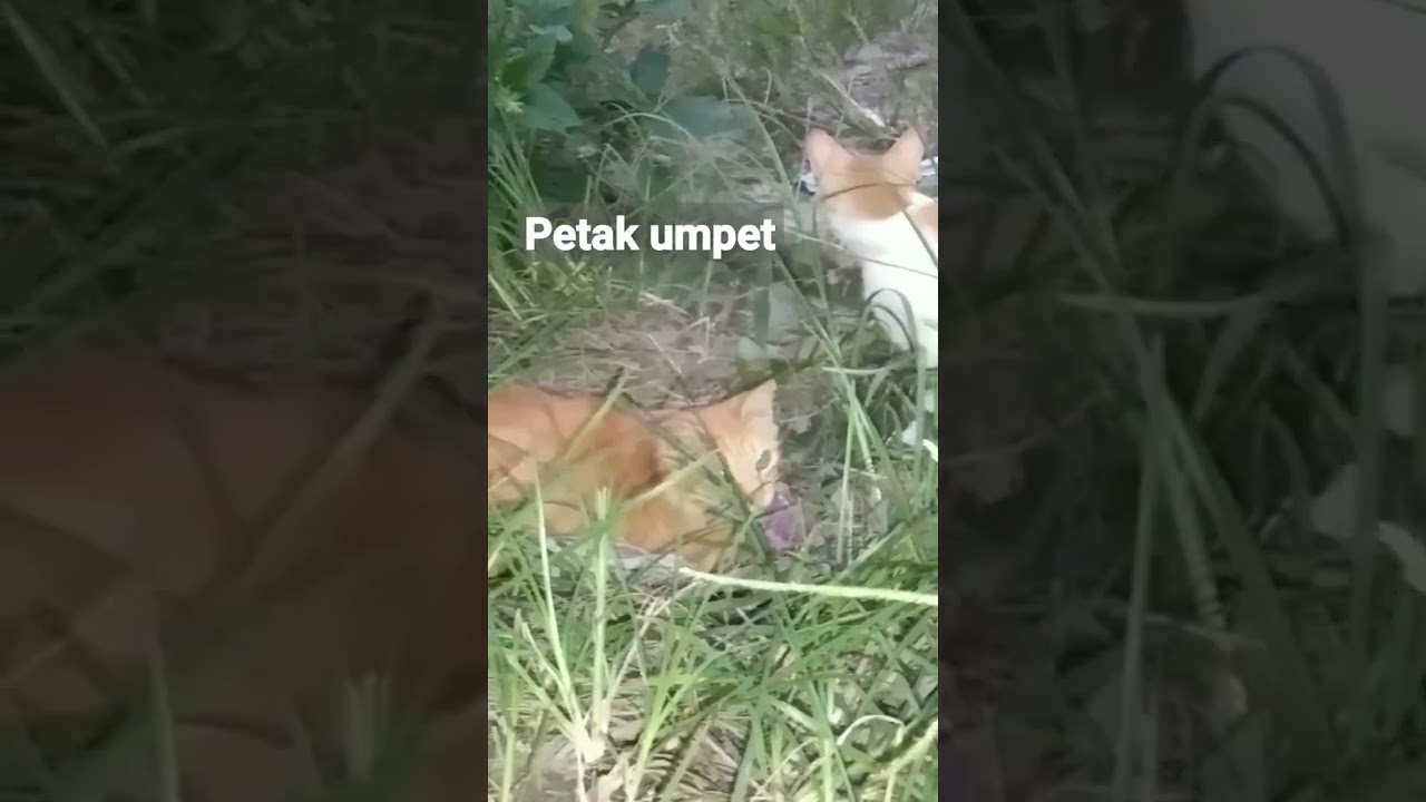Kucing Main Petakumpet Lucu 🐱