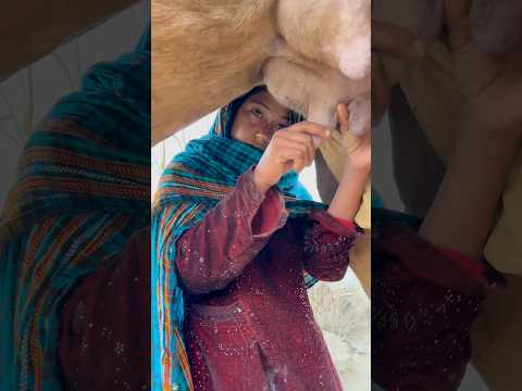 desert life #village life #traditionallife #desert