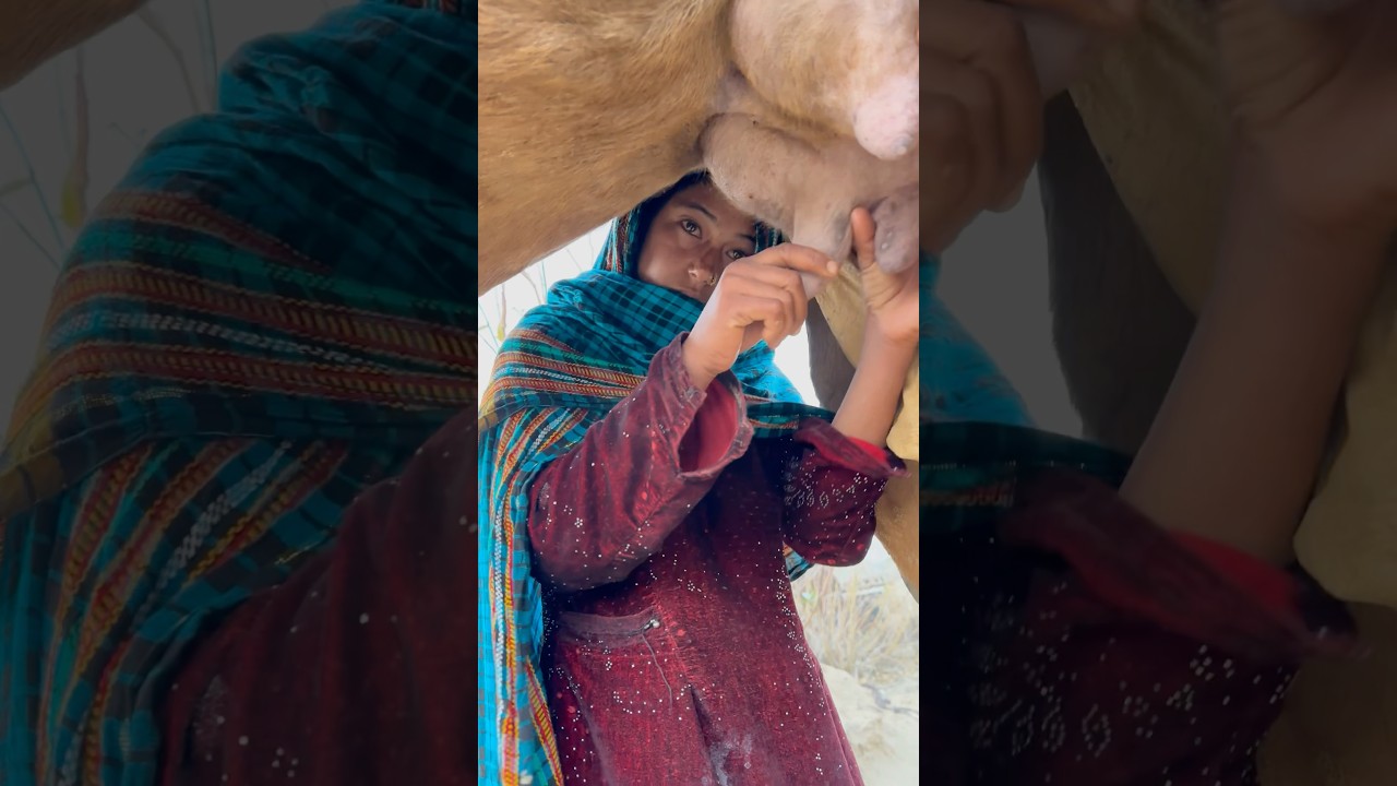 Desert Village Life & Traditions 🌵