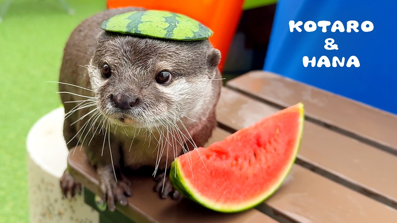 カワウソも暑い日にスイカを食べたい！🍉