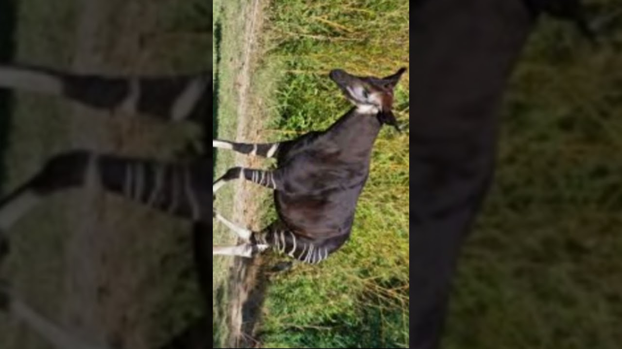 Okapi Sound: Nature's Unique Voice 🦒