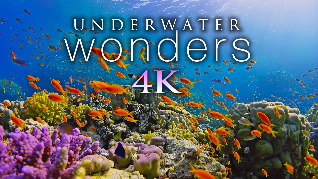 11 Hours of Stunning 4K Underwater Scenes with Relaxing Music 🎶