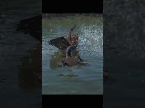 Un couple de coin coin ! #assassinscreed #ubisoft #ep12 #shorts #gaming #youtubeshorts #shortvideo