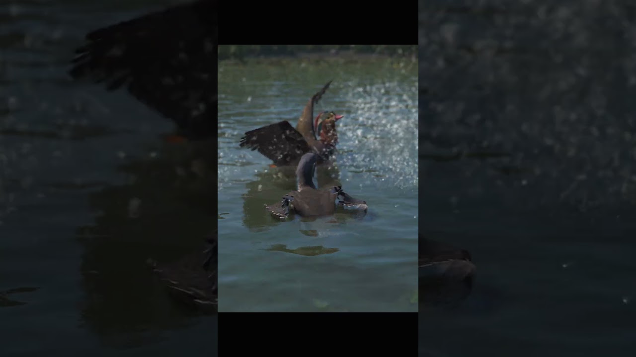 Un couple de coin coin dans Assassin's Creed Shadows 🦆