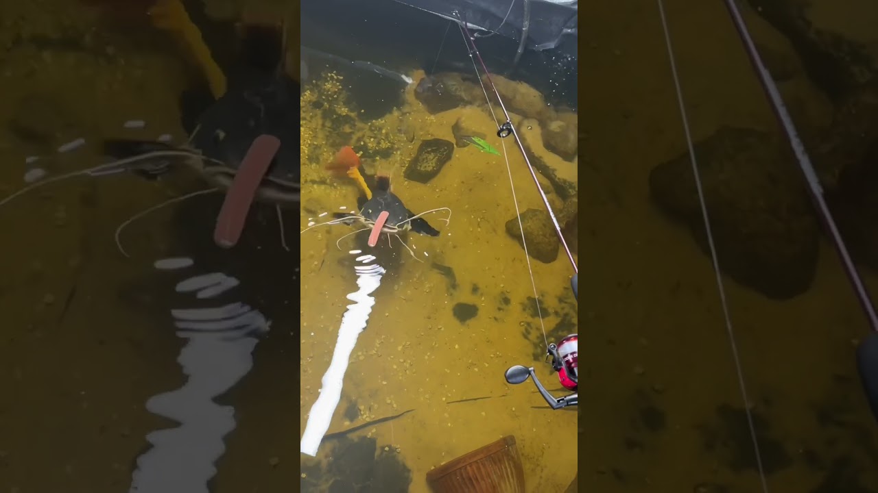 Fishing for Giant Redtail Catfish 🎣