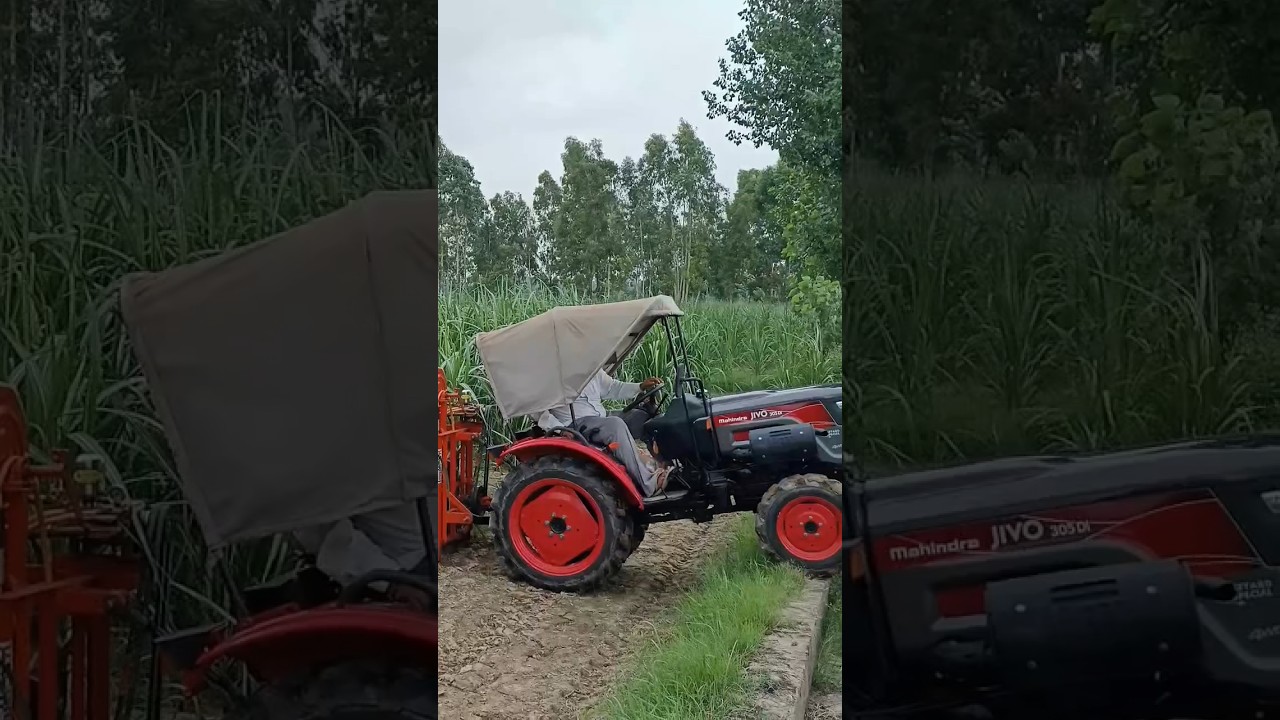 Mahindra Jivo 305 DI 4×4 in Sugarcane Fields 🚜