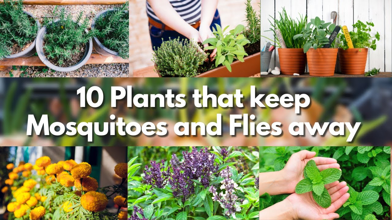 10 Plants to Repel Mosquitoes & Flies 🌿