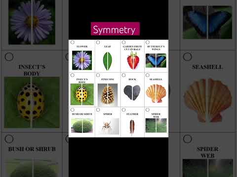 Free Nature Symmetry #reallifesymmetry #mathematics #symmetry #1k #lines #shorts #basic #concept