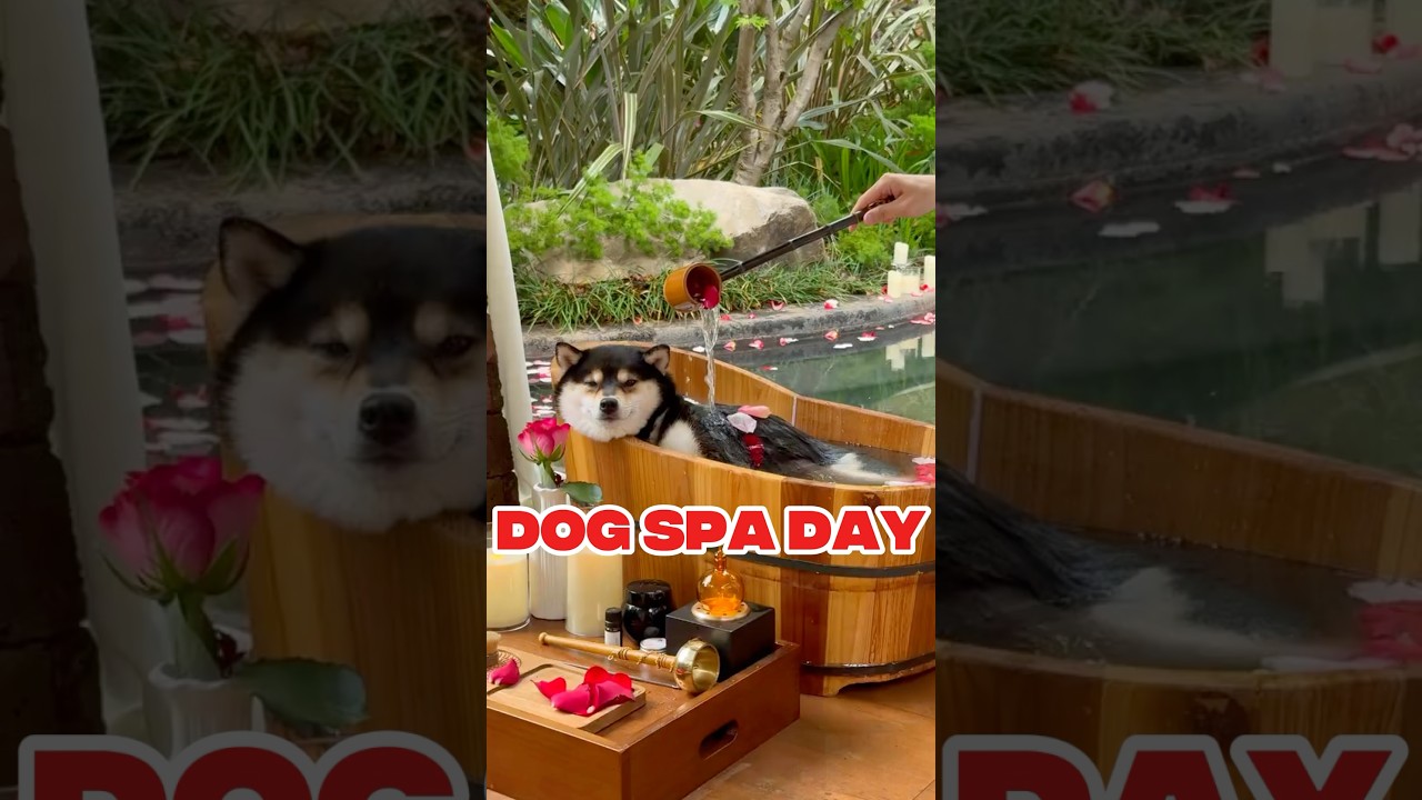 Dog Enjoys a Luxurious Spa Day 🐾