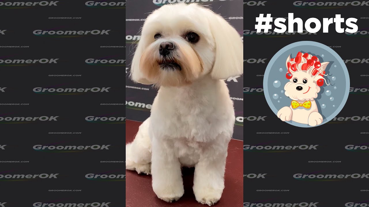 Maltese Grooming Tips πΎ