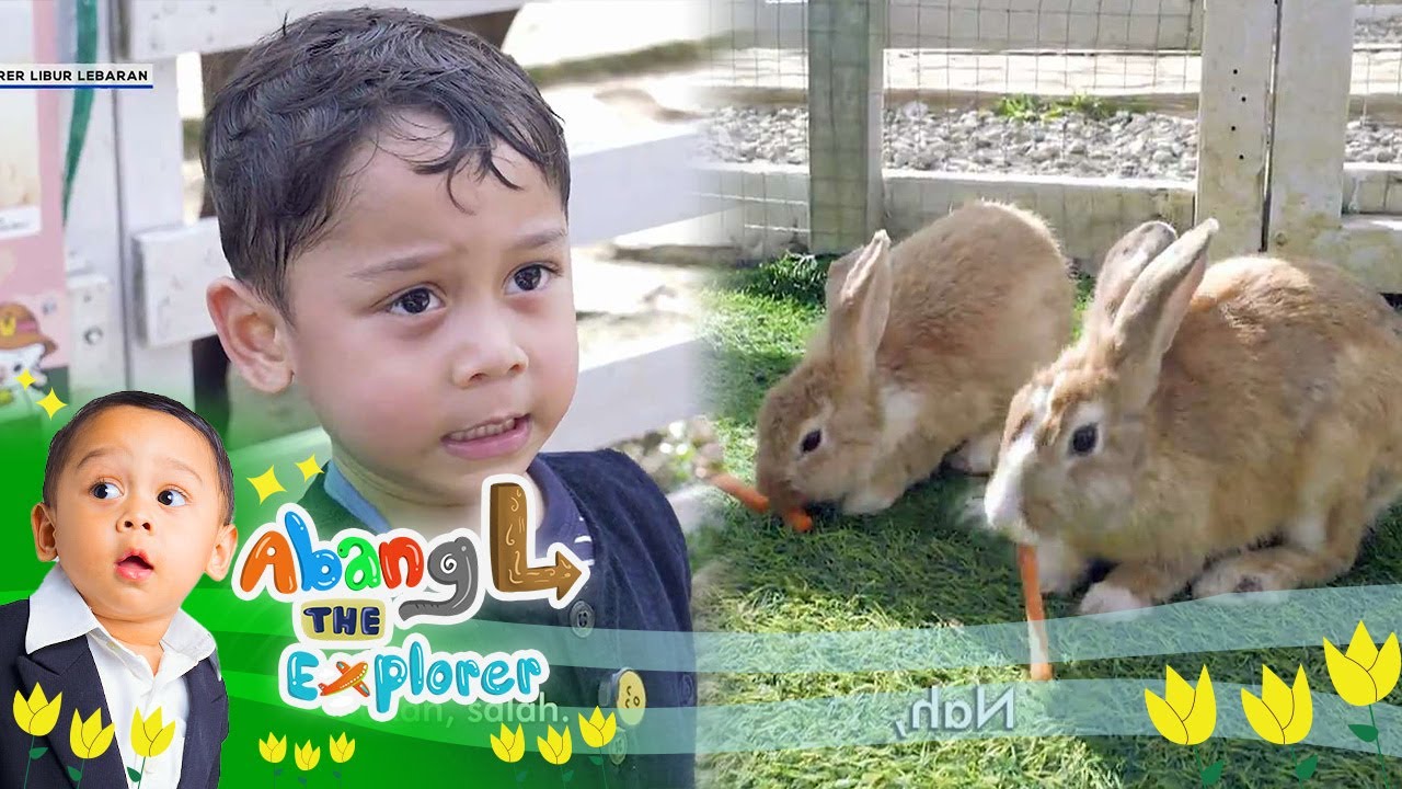 Keseruan Abang L Memberi Makan Kelinci Lucu 🐇