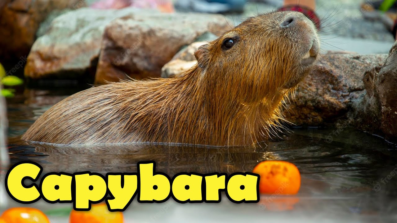 What is a Capybara? Fun Facts for Kids 🐹