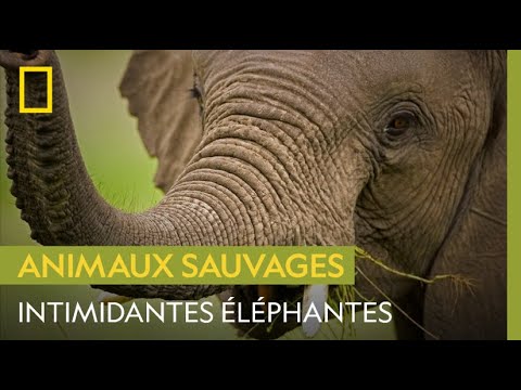 Les éléphantes, mamans les plus intimidantes de la planète