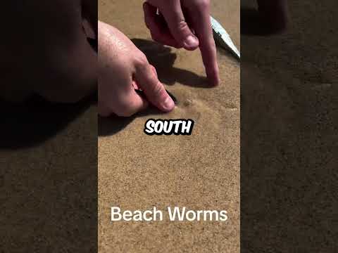 Hungry Worms At The Beach (@tightlinezaus) #shorts
