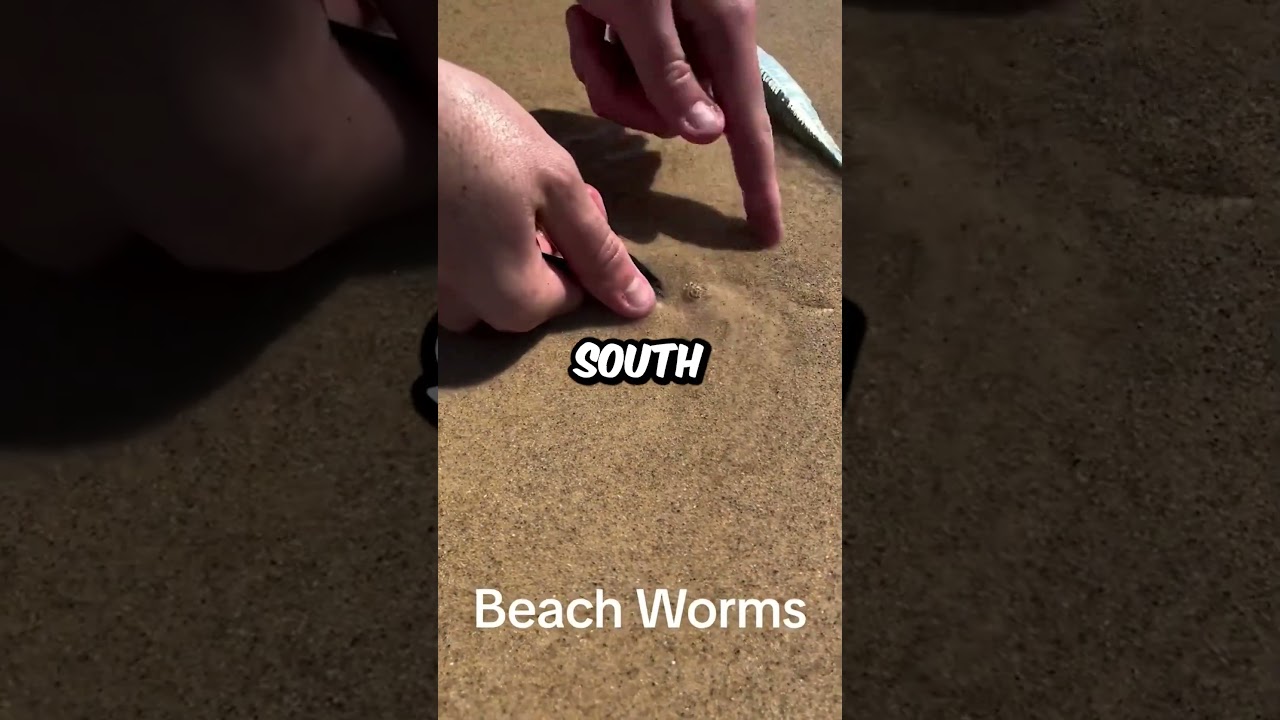 Unsettling Beach Worms You Won't Believe Exist! 🐛