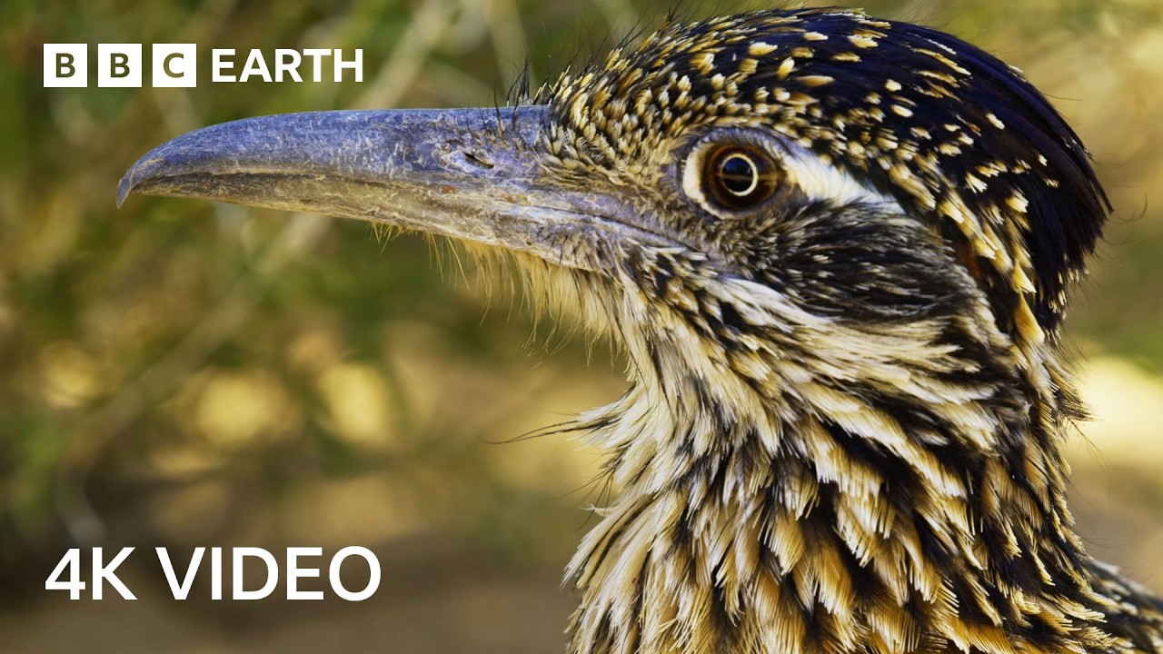 3 Hours of Epic Nature Footage in 4K | 4K UHD | BBC Earth