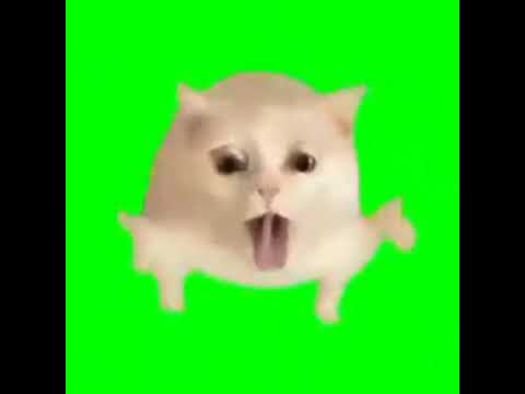 Dancing cat the AI equi 