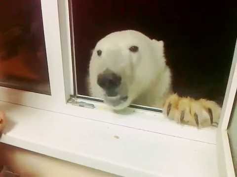 Медведь на севере просит еды 🐻