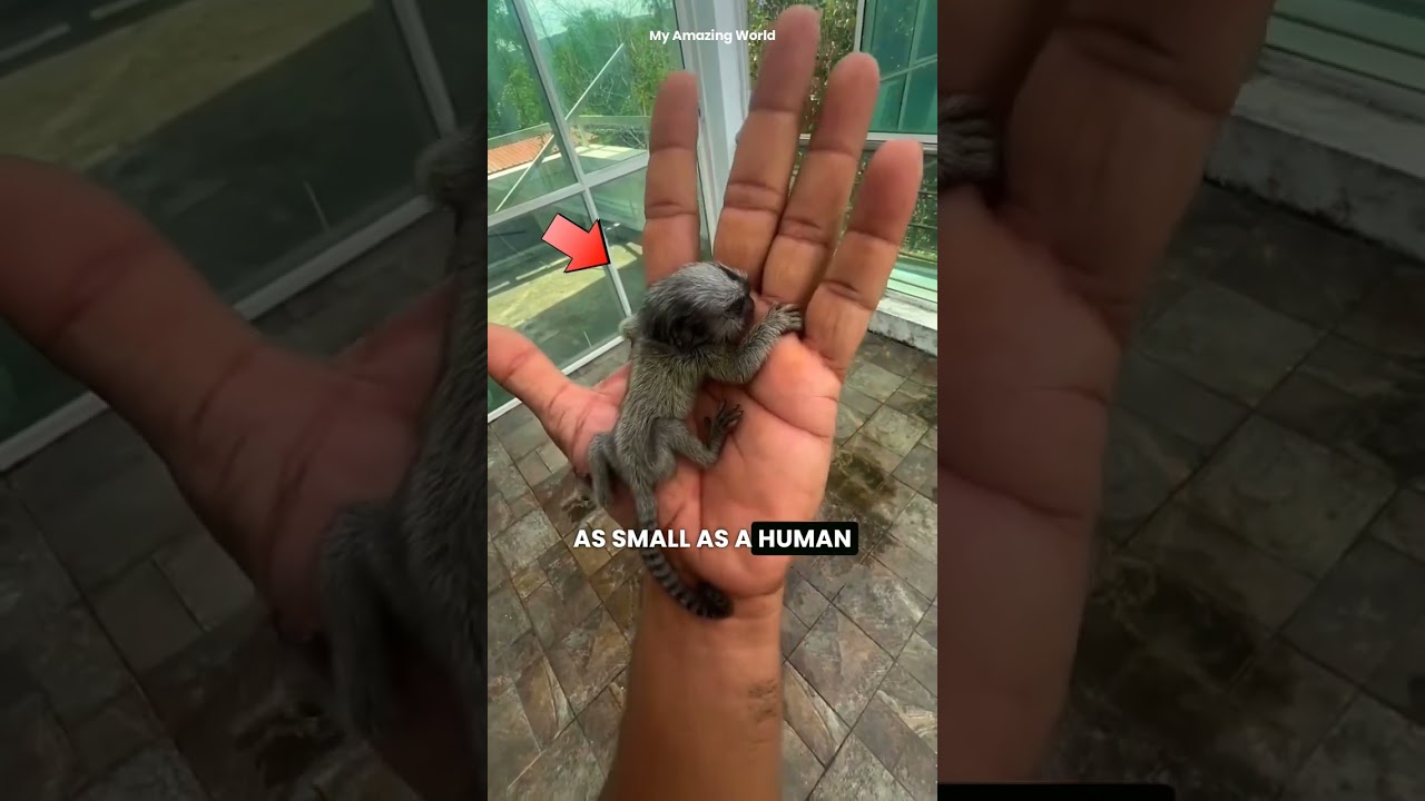 10 Amazing Animal Facts You Didn't Know 🐒