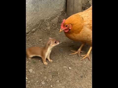 Weasels prey on roosters #weasel