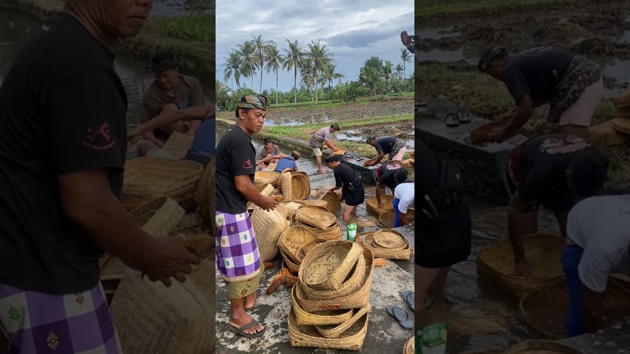 Laki-Laki dan Semangat Gotong Royong di Bali 🤝
