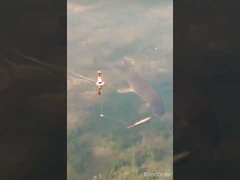 Как клюёт щука