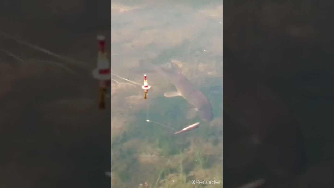 Как ловить щуку: советы и секреты успешной рыбалки 🎣