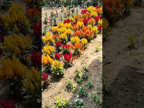 #morak full#flawers###