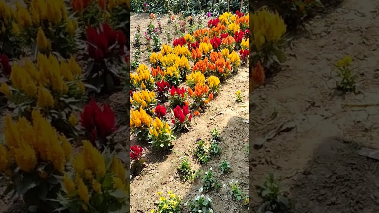 Discover Stunning Flower Arrangements by Morak 🌸