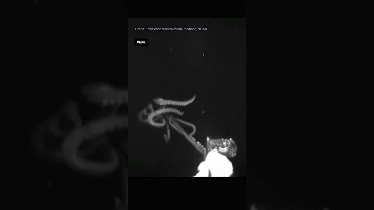 Giant Squid Encounters Tiny Robot π¦π€