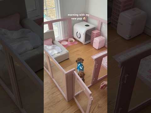 morning with my new pup 🐶 #puppy #puppylife #poodle #shorts