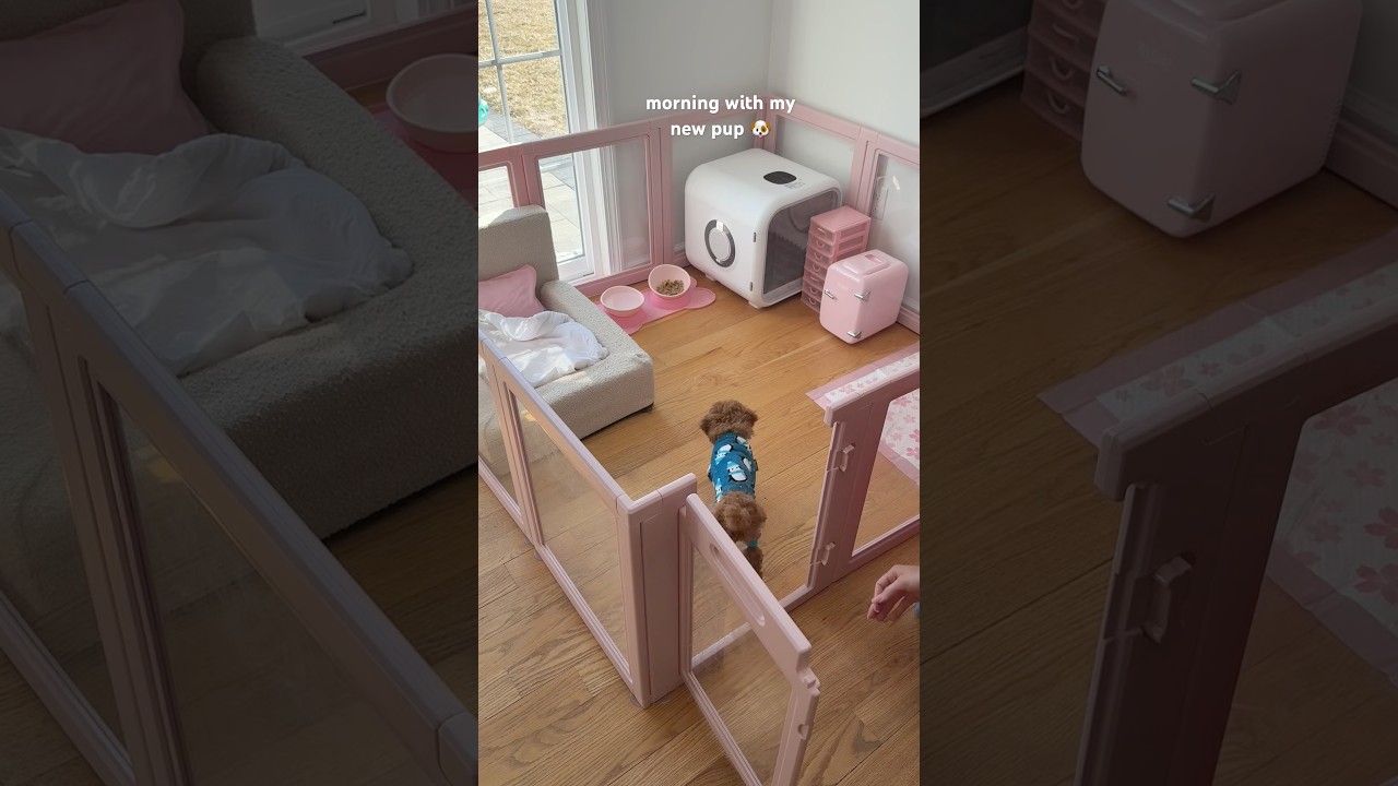 Morning Cuddles with My Adorable New Puppy 🐶